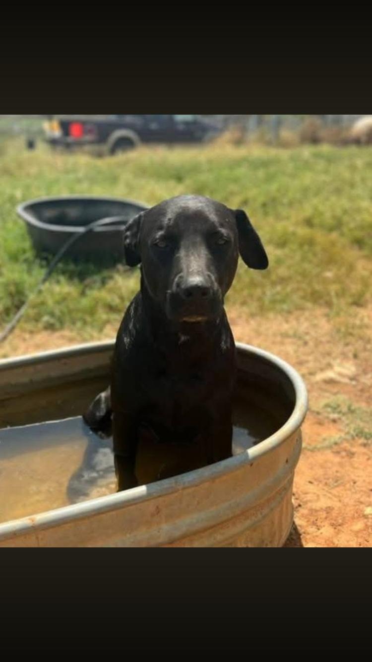 Boggart, Adoptable, Adult Male Black Labrador Retriever.