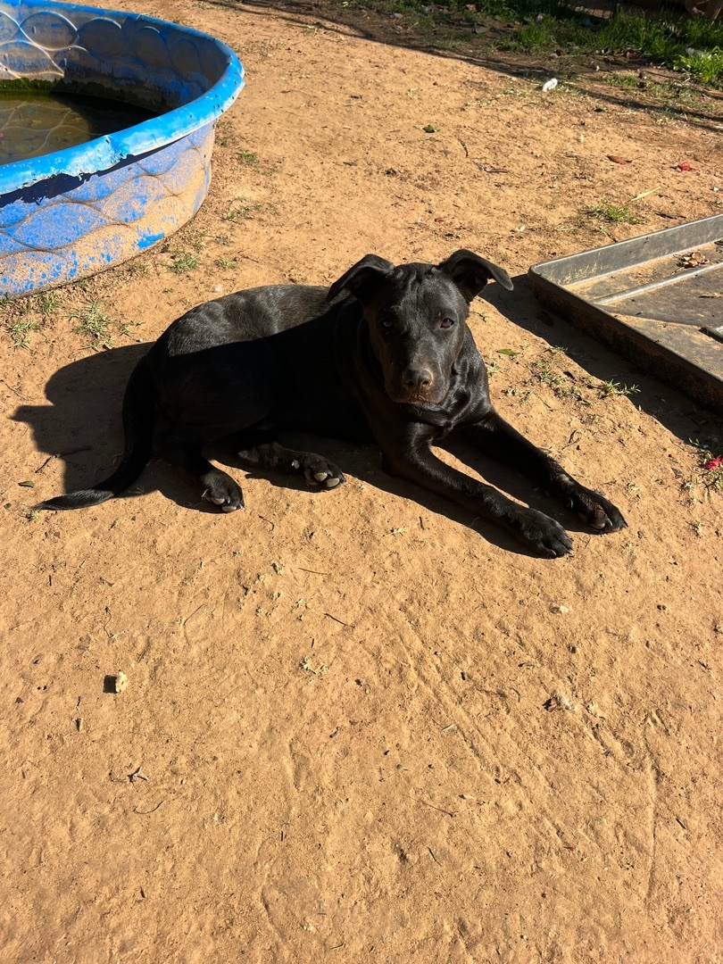 Boggart, a Adoptable mixed breed in Arvada, CO image 3/6
