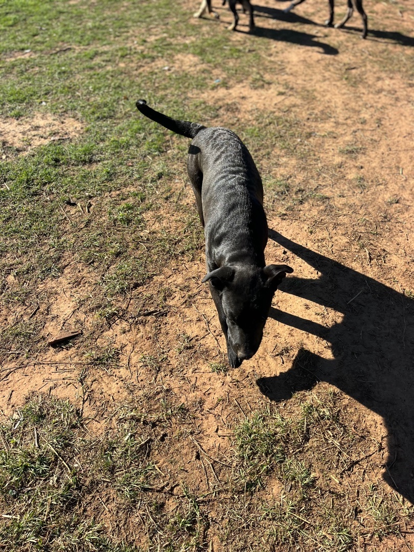 Boggart, a Adoptable mixed breed in Arvada, CO image 5/6