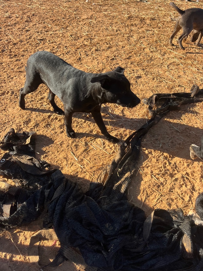 Boggart, a Adoptable mixed breed in Arvada, CO image 6/6