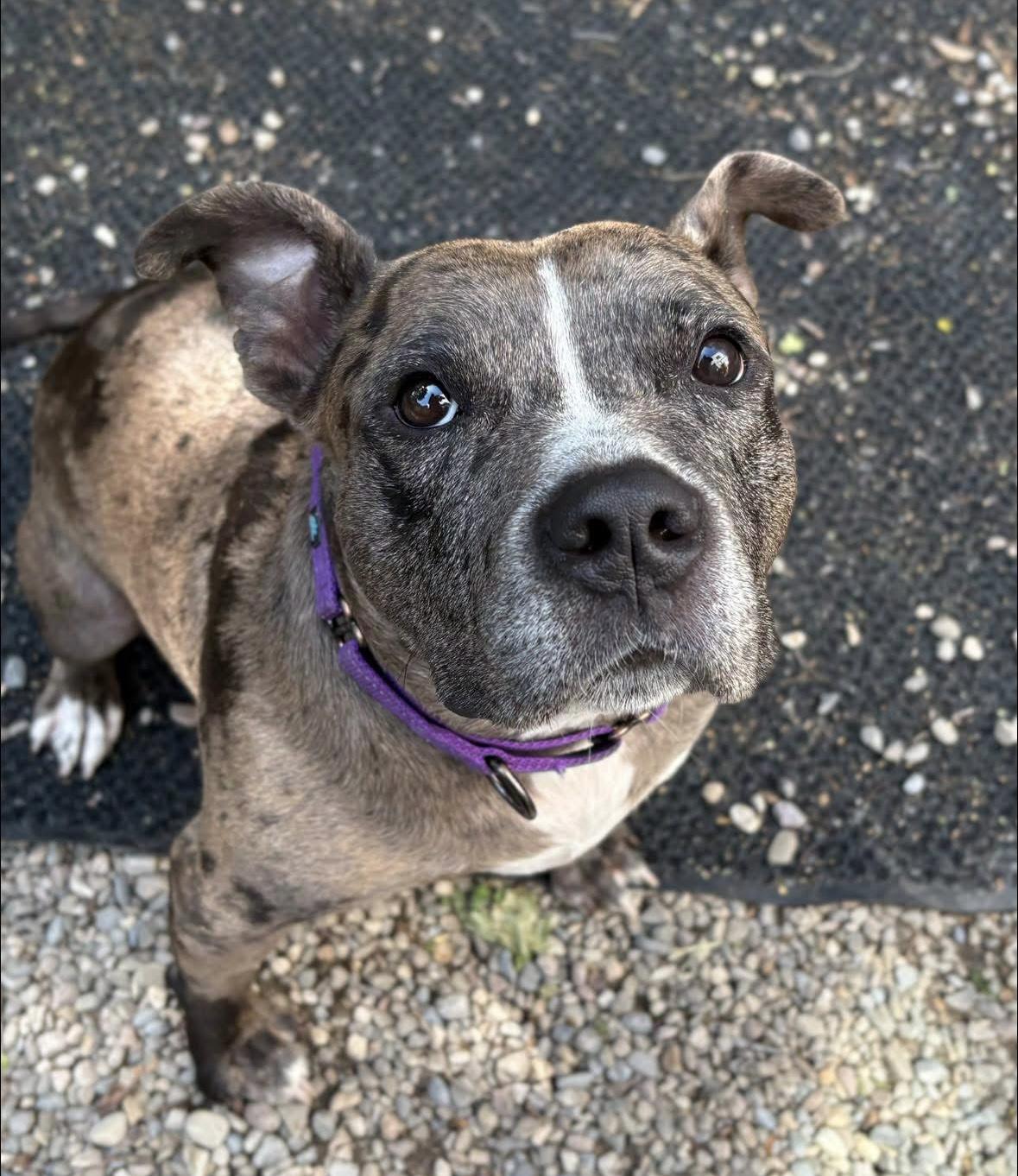 Enlarge Emmy, a ADOPTABLE mixed breed in Rochester, NY image 3/3