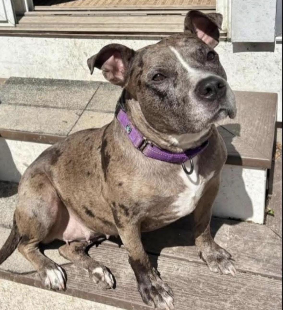 Enlarge Emmy, a ADOPTABLE mixed breed in Rochester, NY image 2/3
