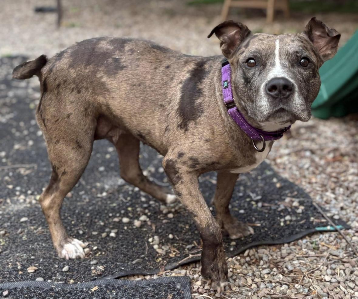 Enlarge Emmy, a ADOPTABLE mixed breed in Rochester, NY image 1/3