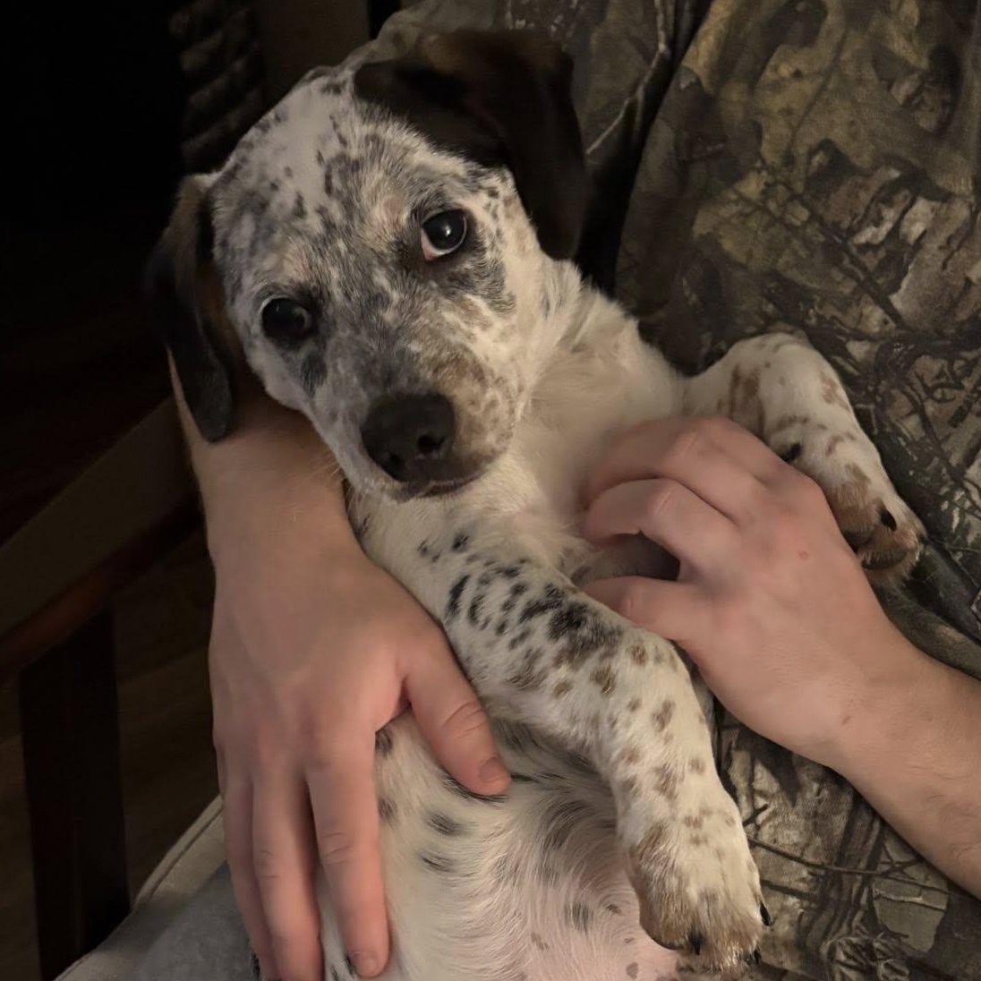 Rocky, Adoptable, Puppy Male Cattle Dog.