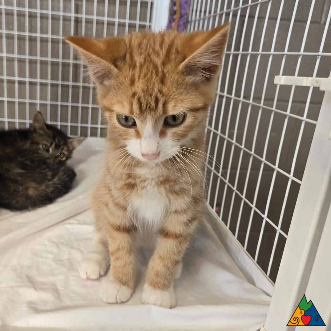 Fidget, an adoptable Domestic Short Hair in Douglas, WY, 82633 | Photo Image 1