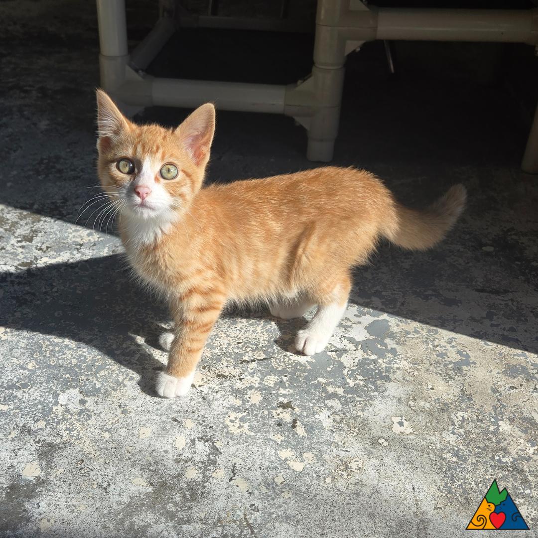 Fidget, an adoptable Domestic Short Hair in Douglas, WY, 82633 | Photo Image 2
