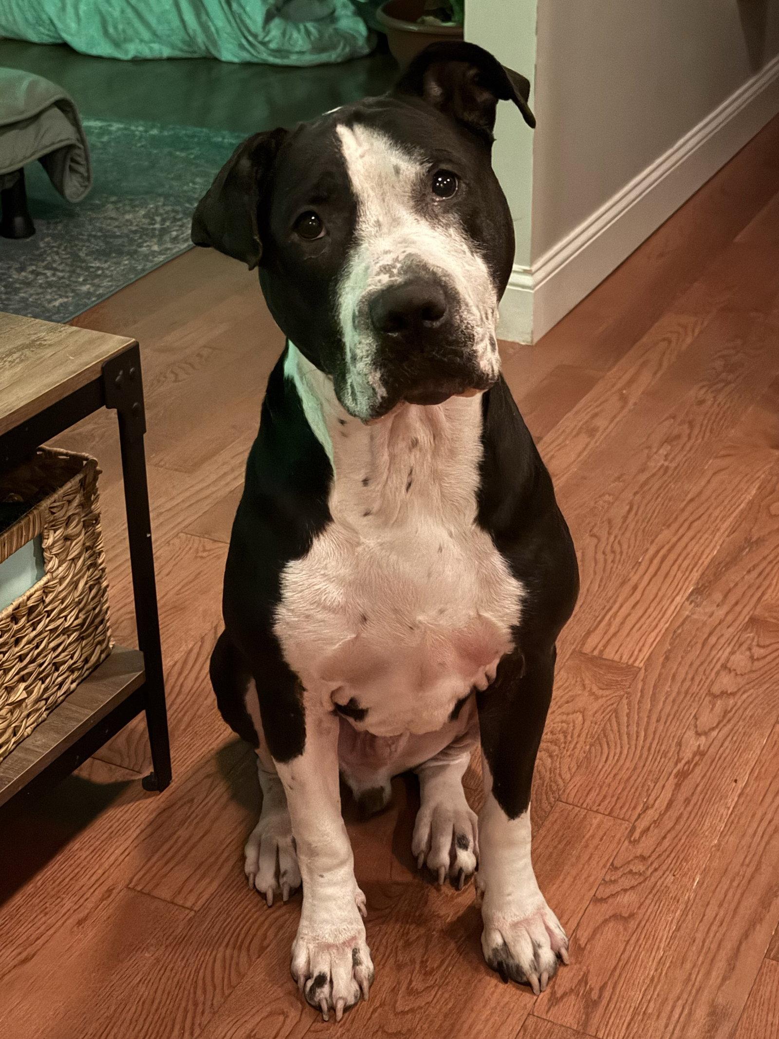 Neville, Adoptable, Adult Male Terrier.