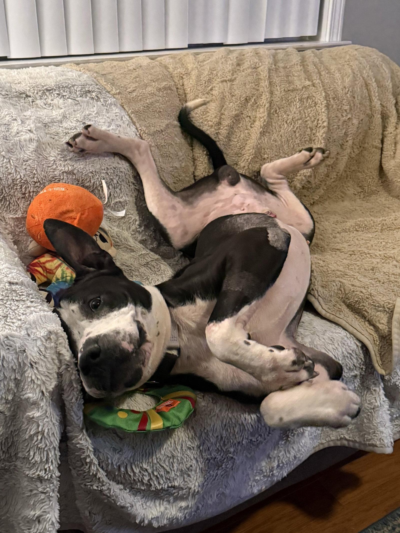 Neville, a Adoptable Terrier in St. Louis, MO image 2/3