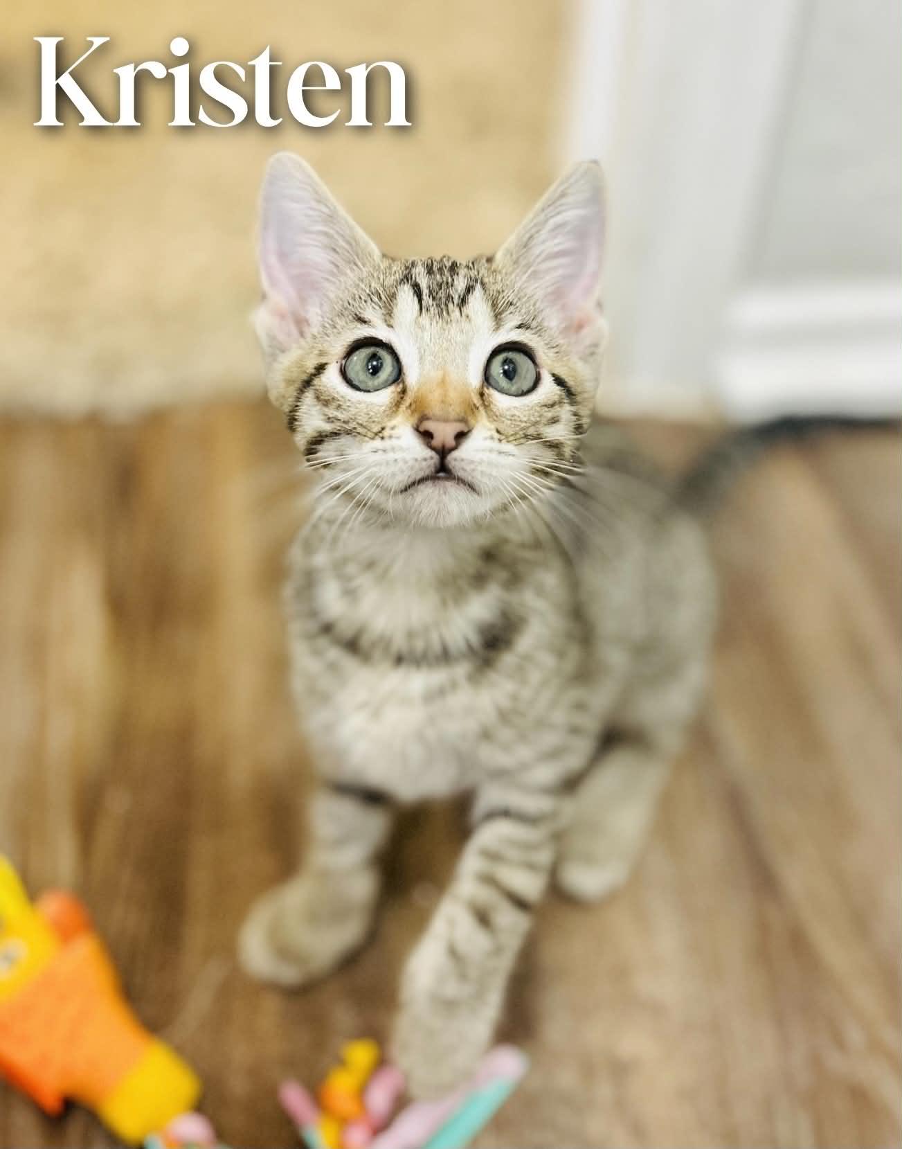 Kristen, an adopted Domestic Short Hair in Mansfield, TX image 1/4