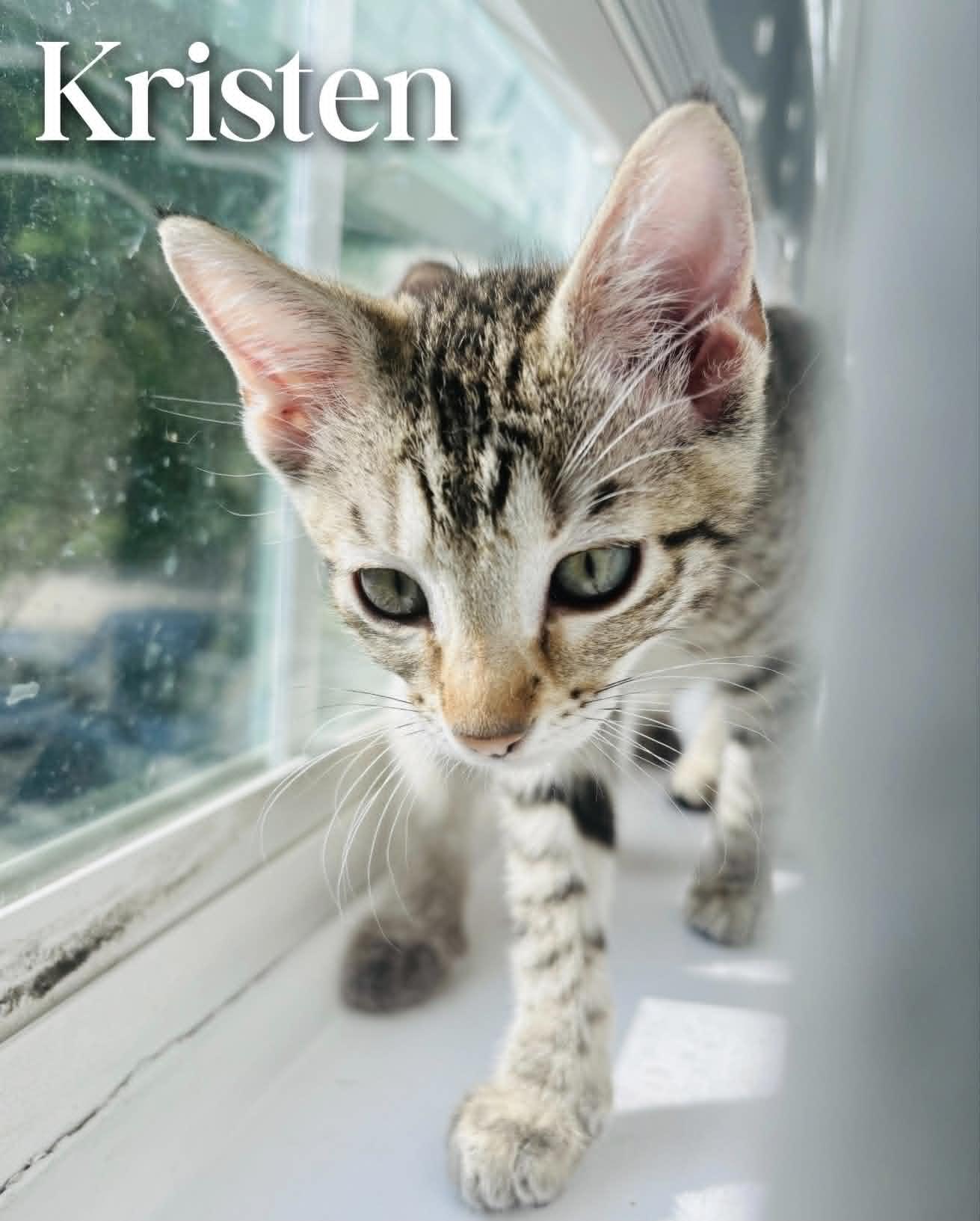 Kristen, an adopted Domestic Short Hair in Mansfield, TX image 4/4