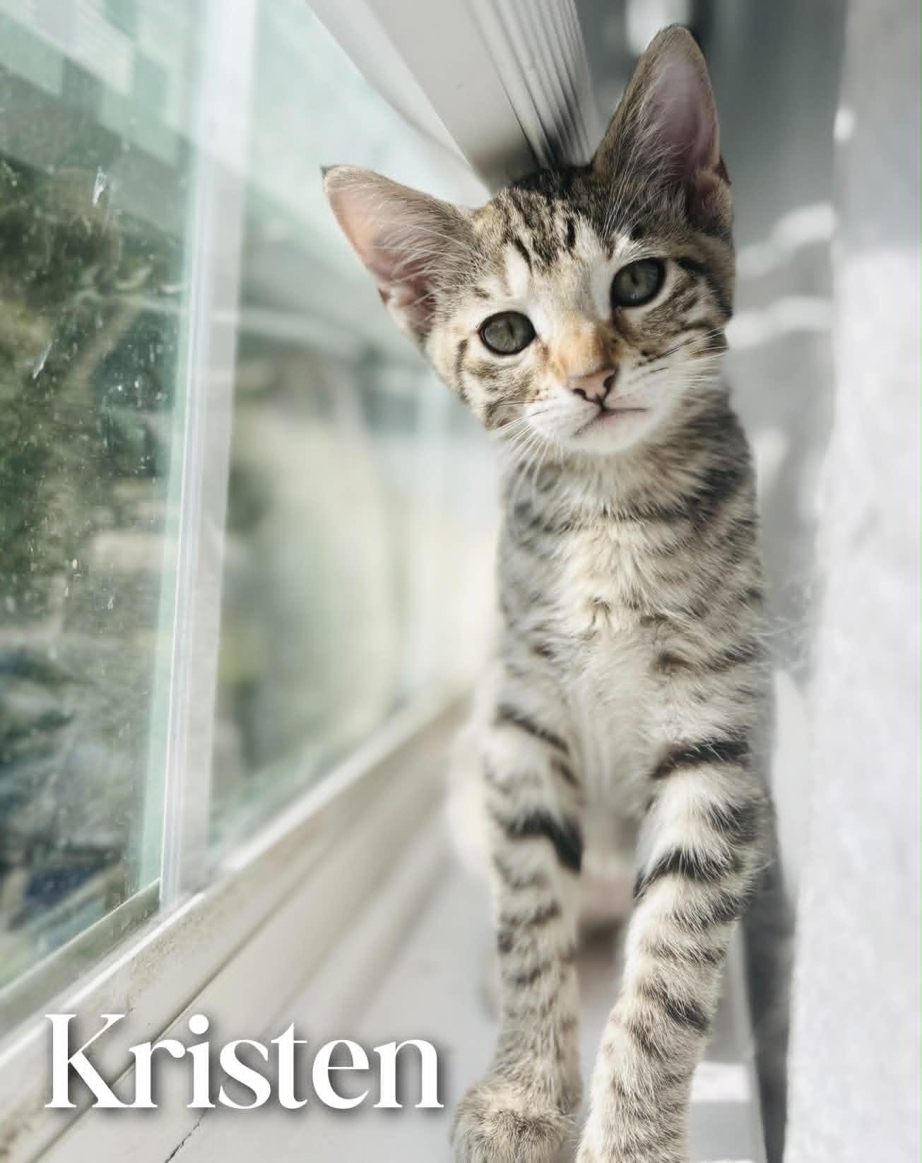 Kristen, an adopted Domestic Short Hair in Mansfield, TX image 3/4
