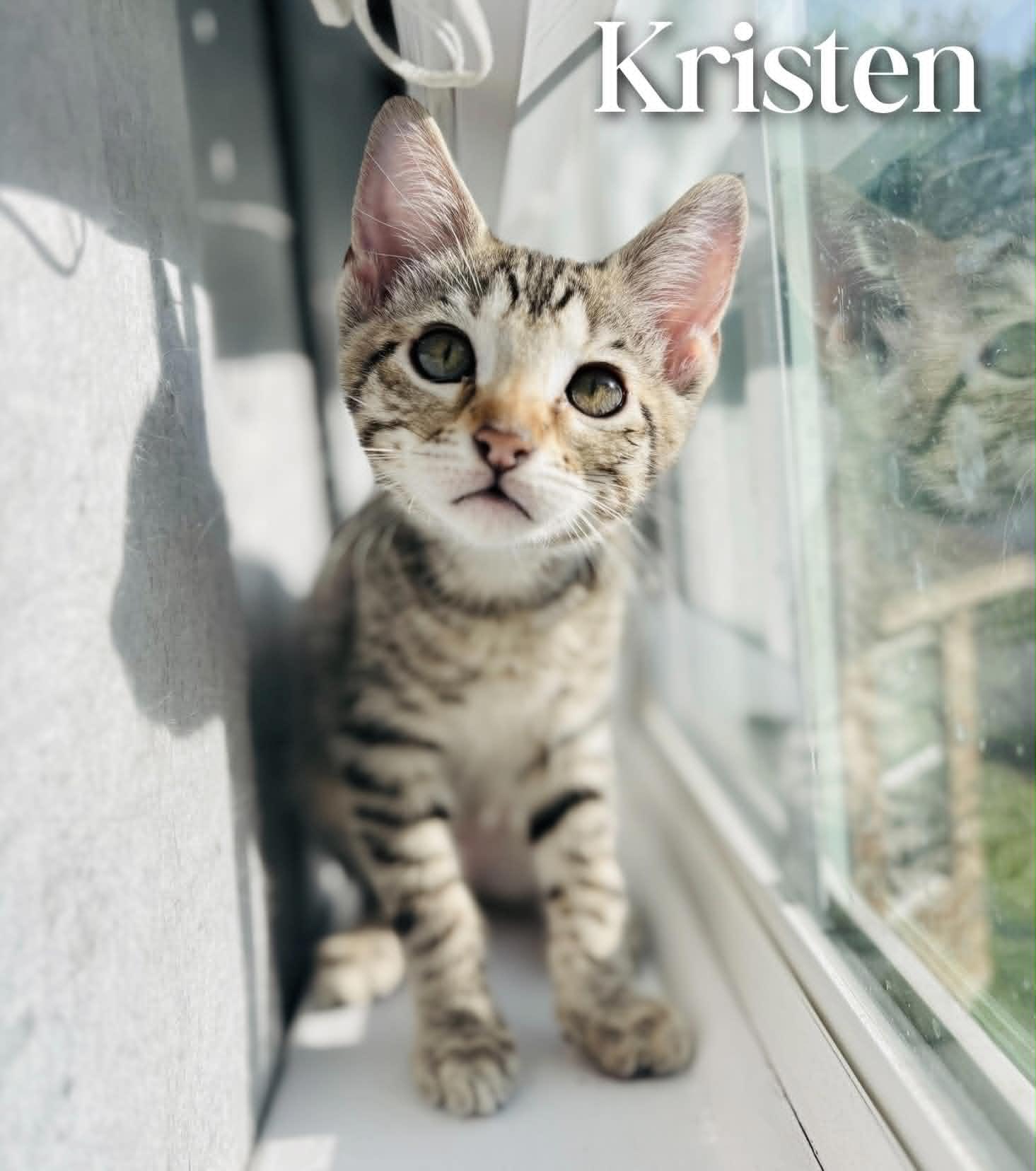 Kristen, an adopted Domestic Short Hair in Mansfield, TX image 2/4