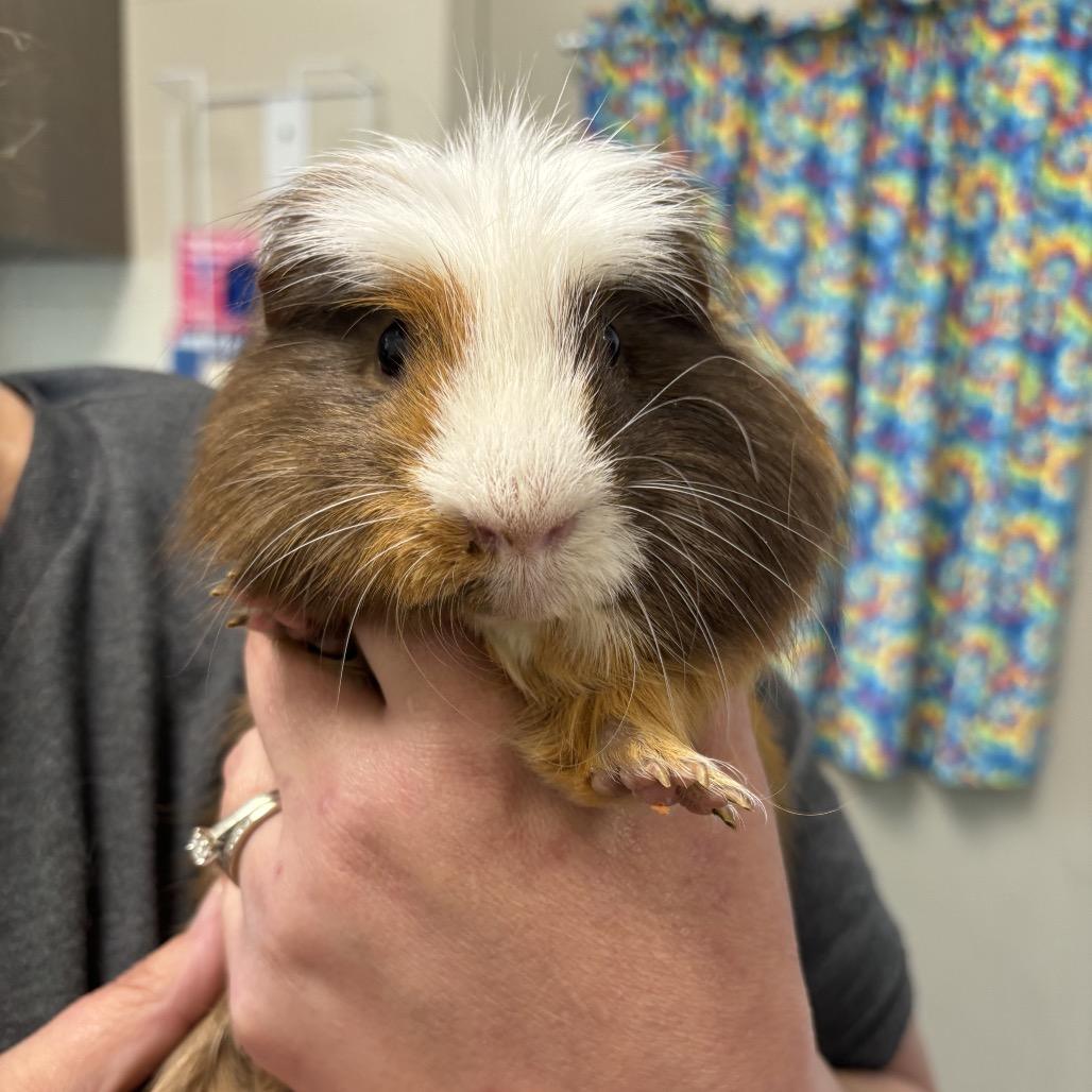 Enlarge Gretel, a Adoptable Guinea Pig in Council Bluffs, IA image 1/1