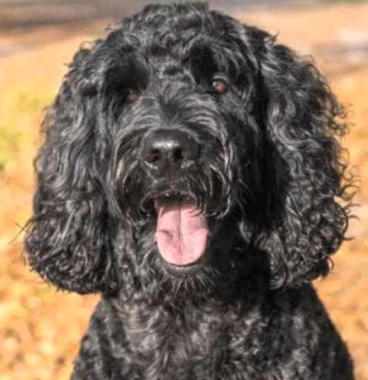 Piper
