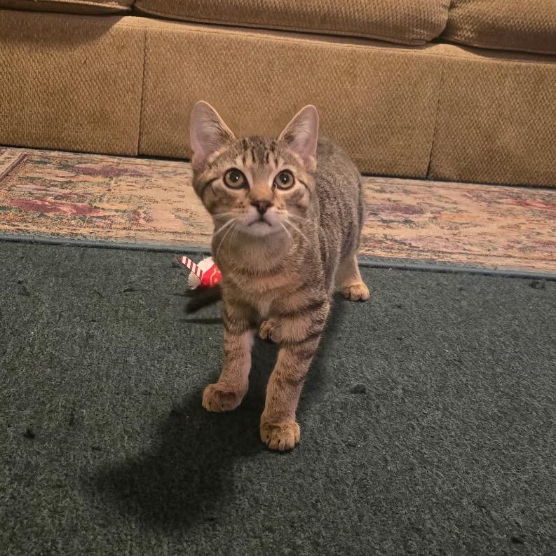 Jasper, Adoptable, Kitten Male Domestic Short Hair.