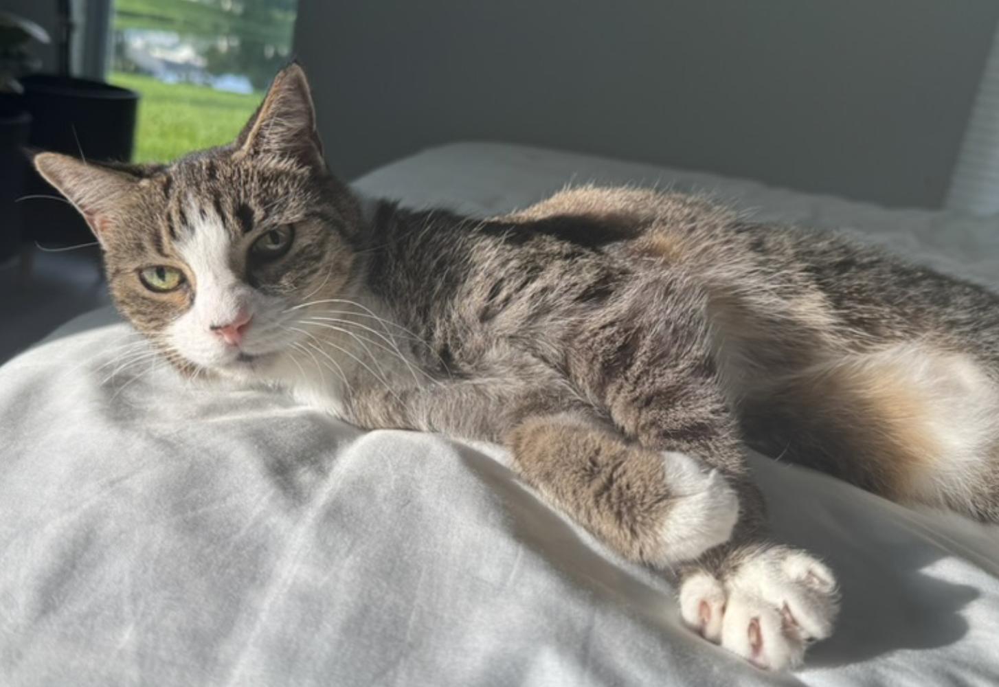 Enlarge Mittens, a Adoptable American Shorthair in Chicago, IL image 2/5