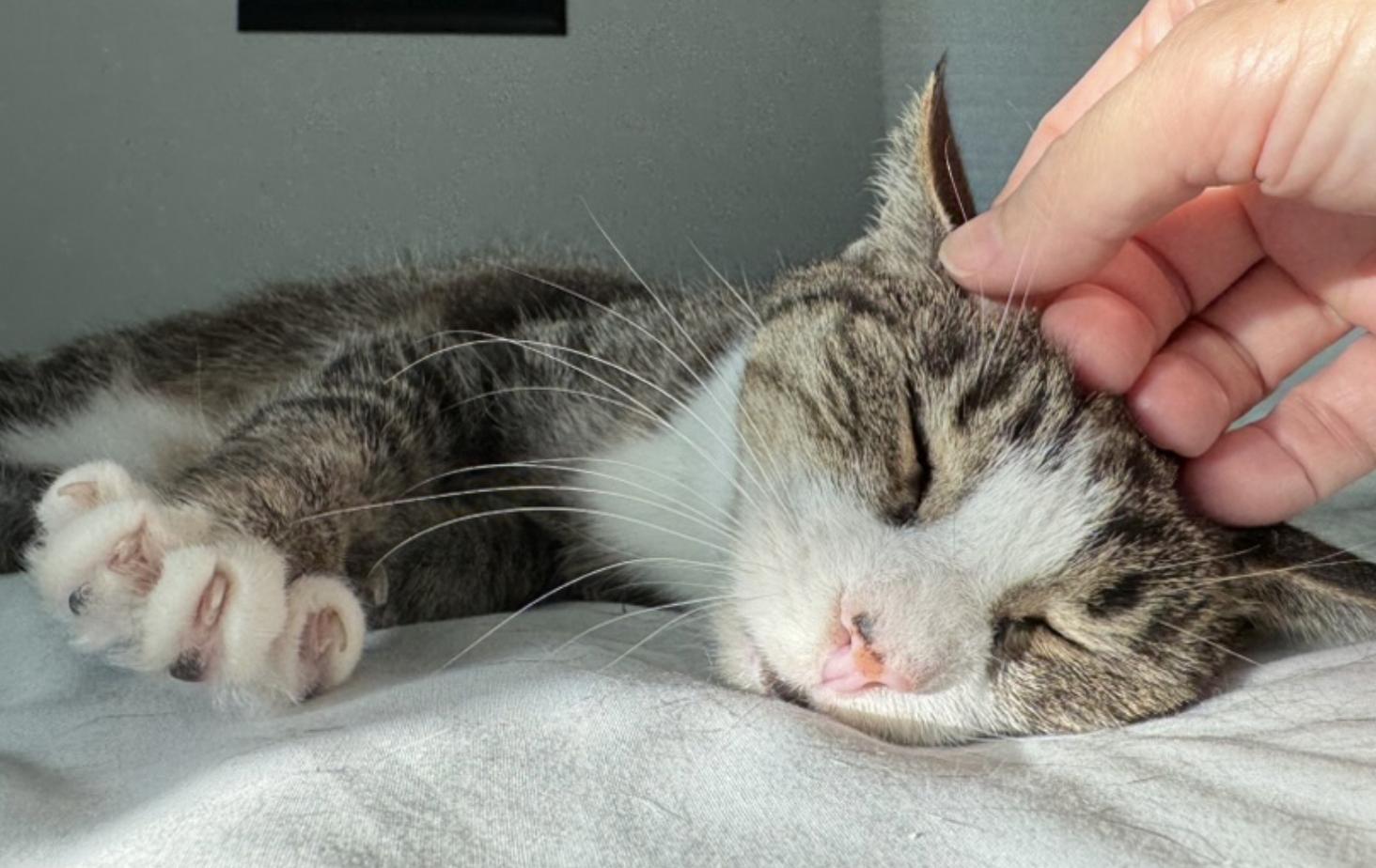 Enlarge Mittens, a Adoptable American Shorthair in Chicago, IL image 3/5