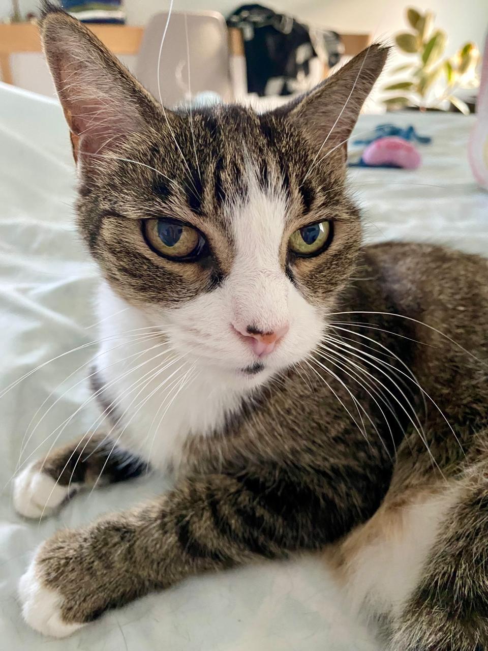 Enlarge Mittens, a Adoptable American Shorthair in Chicago, IL image 5/5