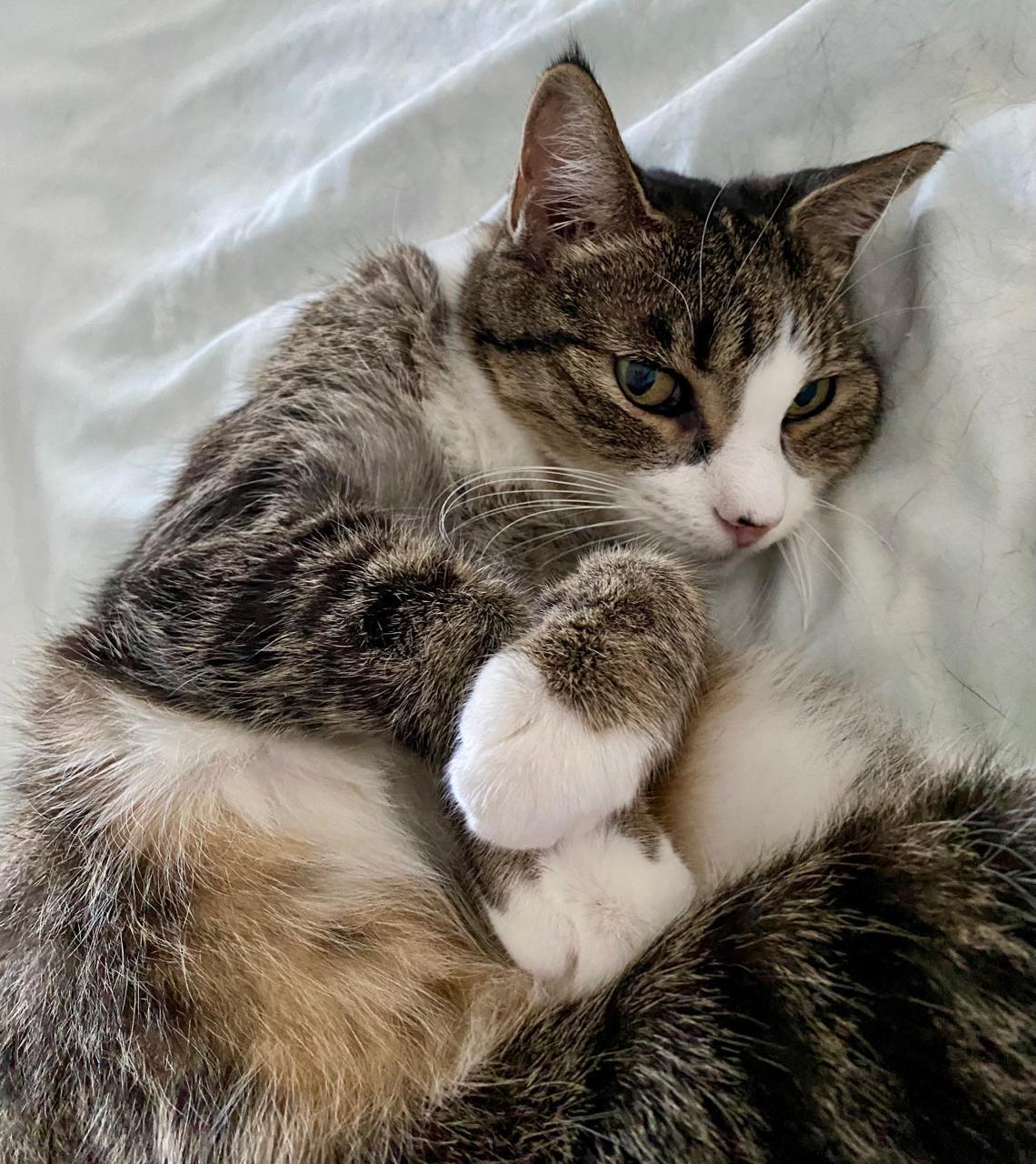 Enlarge Mittens, a Adoptable American Shorthair in Chicago, IL image 1/5
