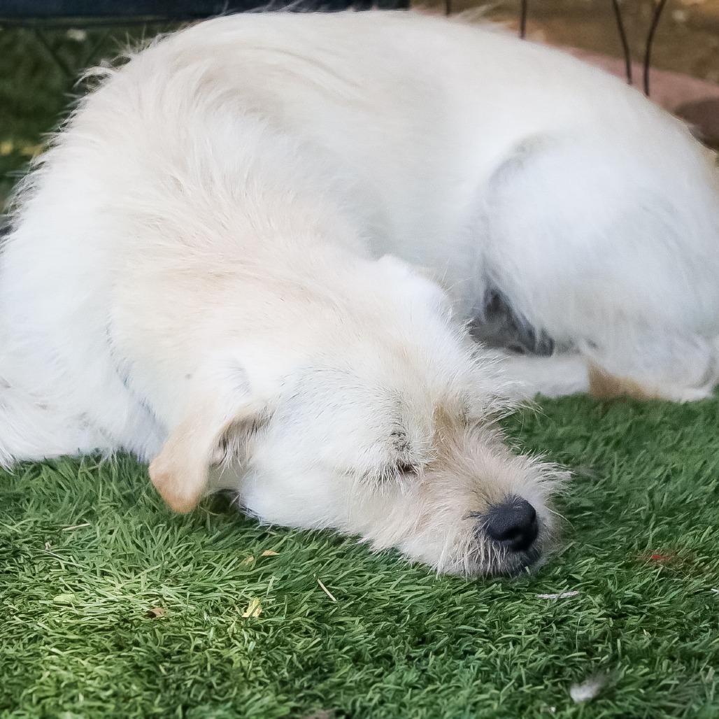 Rusty, Adoptable, Adult Male Terrier.