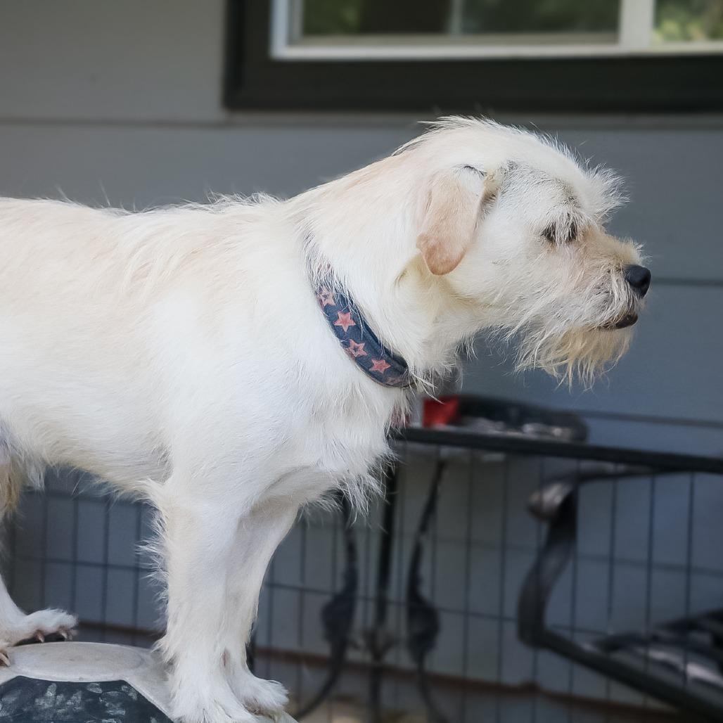 Rusty, Adoptable, Adult Male Terrier.