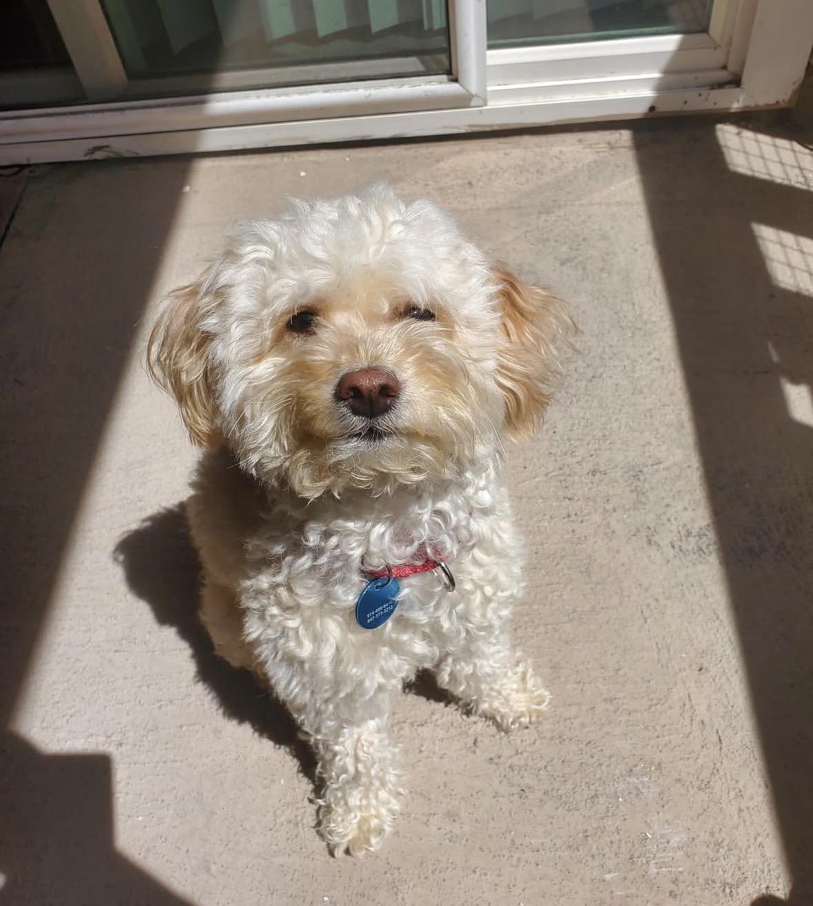 Enlarge Zuri , an adopted mixed breed in Pasadena, CA image 5/5