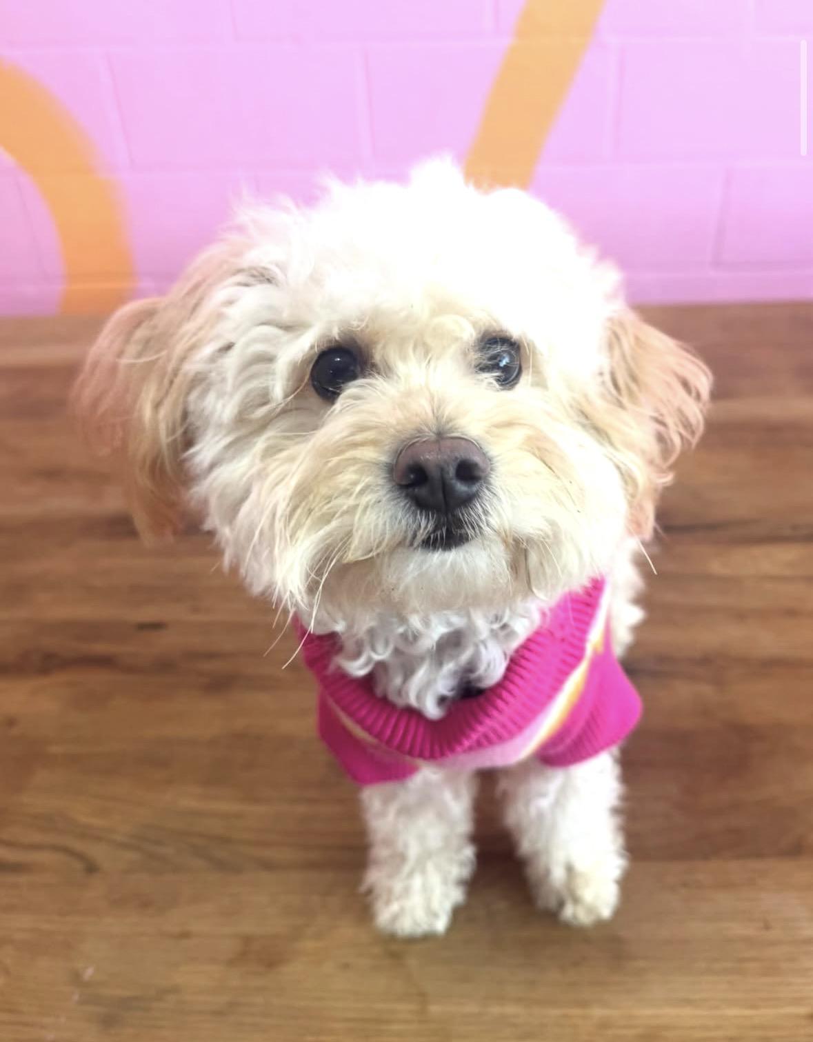 Zuri , adopted, Adult Female Poodle.