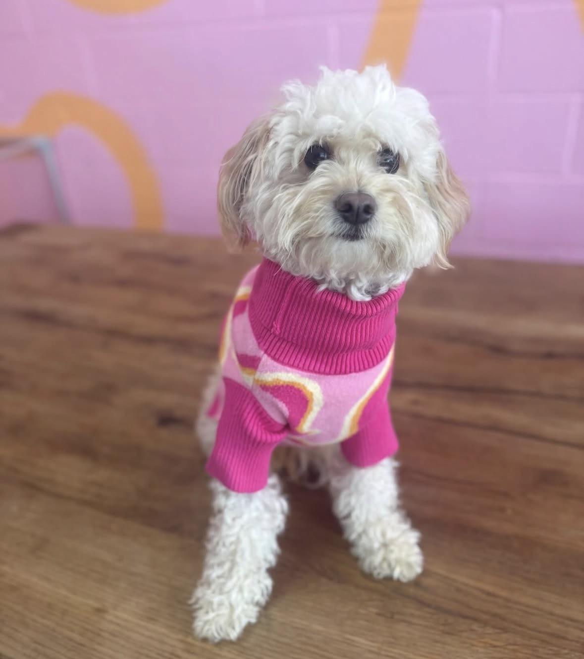 Enlarge Zuri , an adopted mixed breed in Pasadena, CA image 3/5