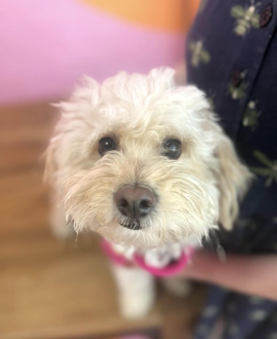 Enlarge Zuri , an adopted mixed breed in Pasadena, CA image 4/5