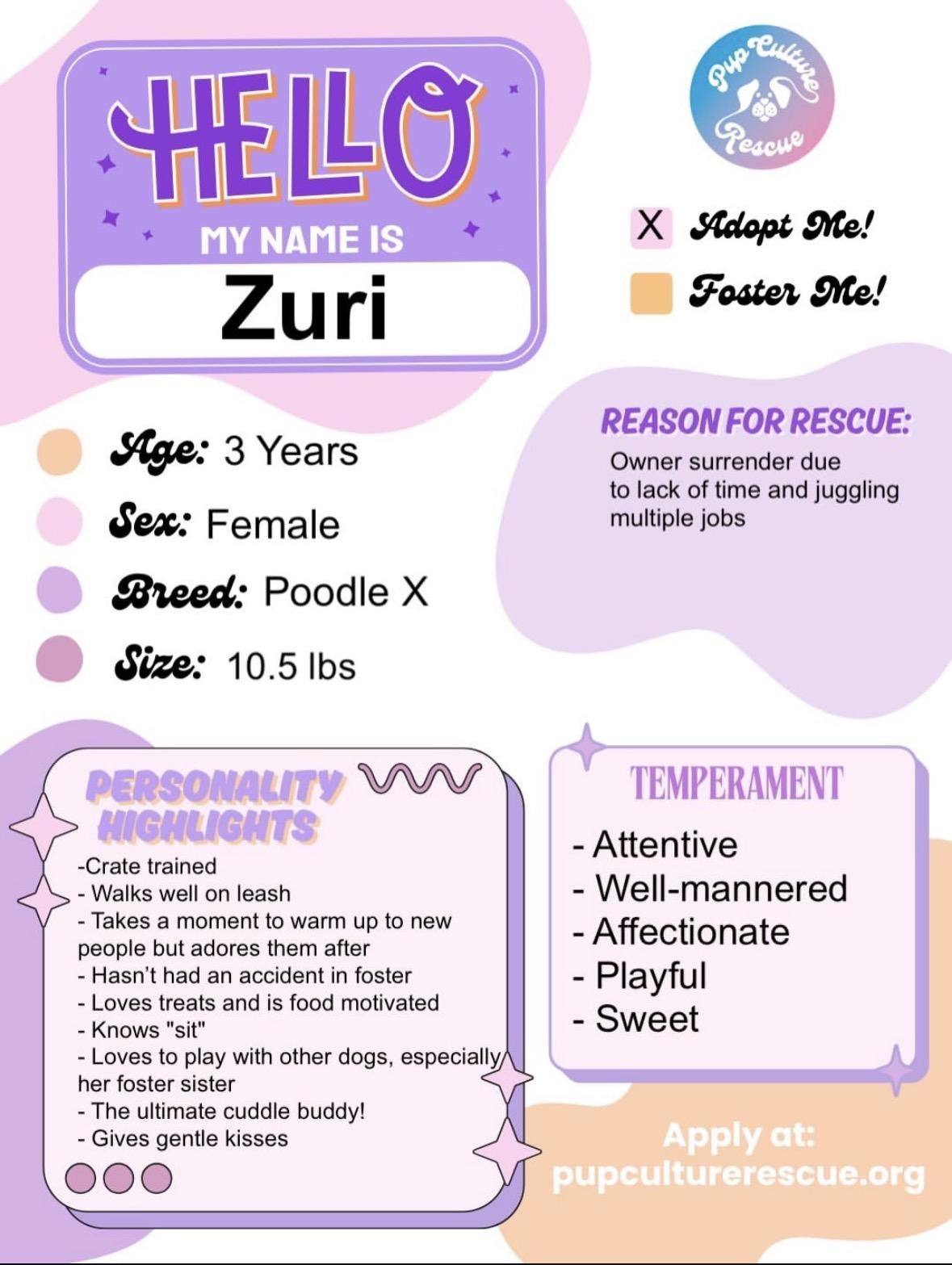 Enlarge Zuri , an adopted mixed breed in Pasadena, CA image 2/5