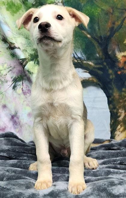 Titan, Adoptable, Puppy Male Shepherd & Mixed Breed.