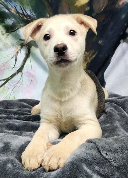 Titan, a Adoptable mixed breed in Elmira, NY image 2/3