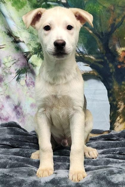 Titan, a Adoptable mixed breed in Elmira, NY image 3/3