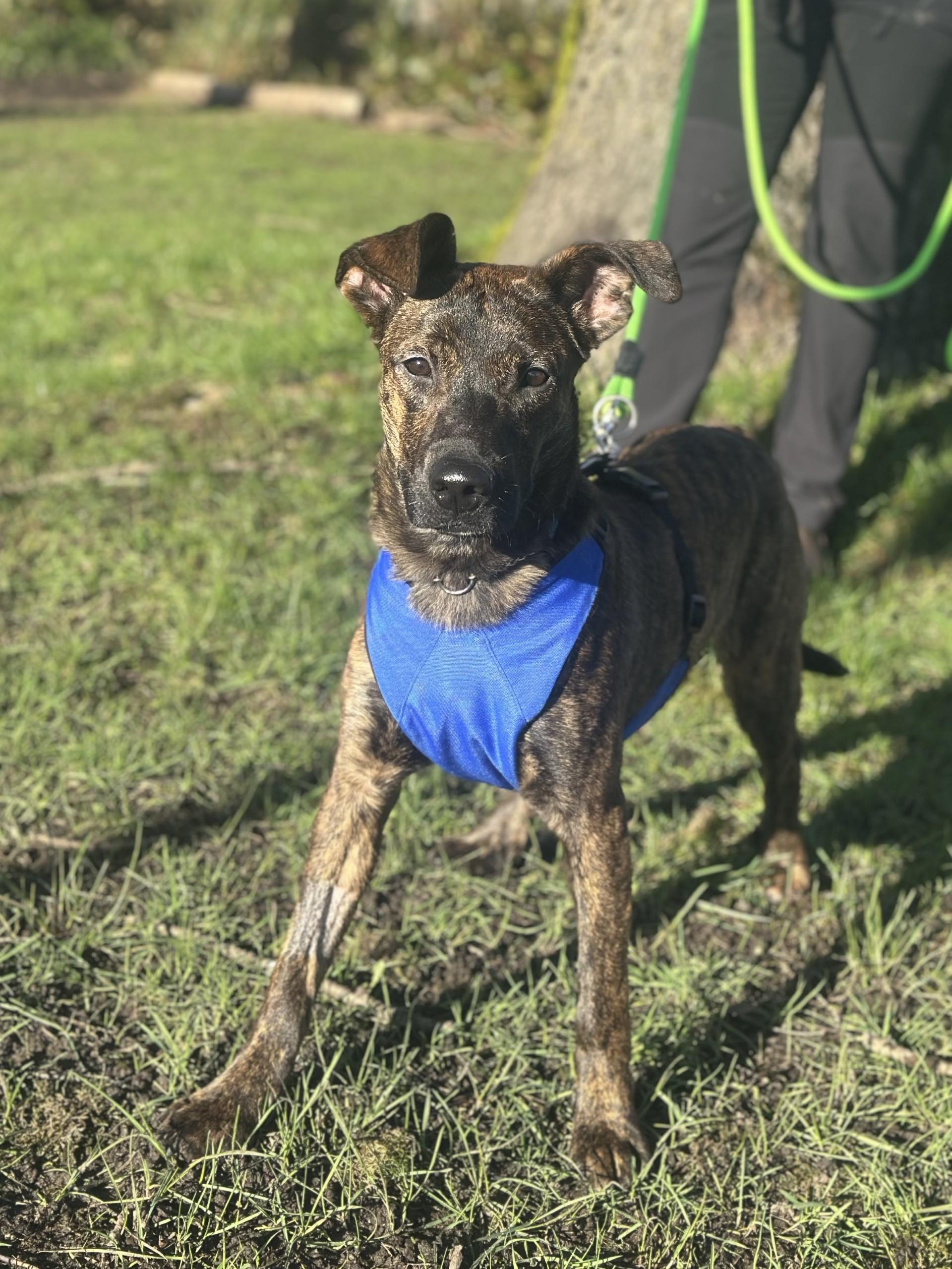 Enlarge Potter, a Adoptable mixed breed in Vancouver, BC image 3/6