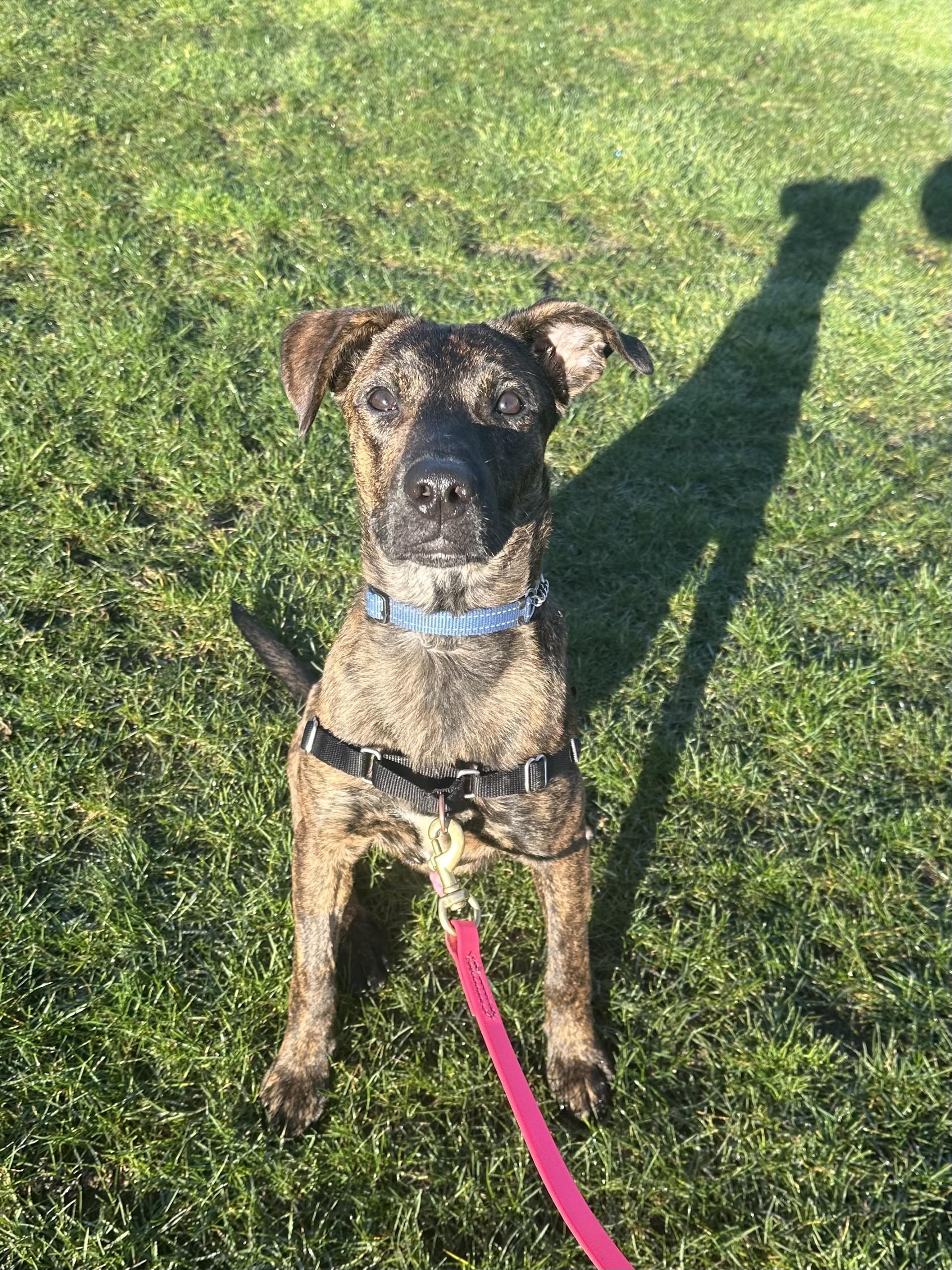 Potter, Adoptable, Young Male Dutch Shepherd & Pit Bull Terrier.