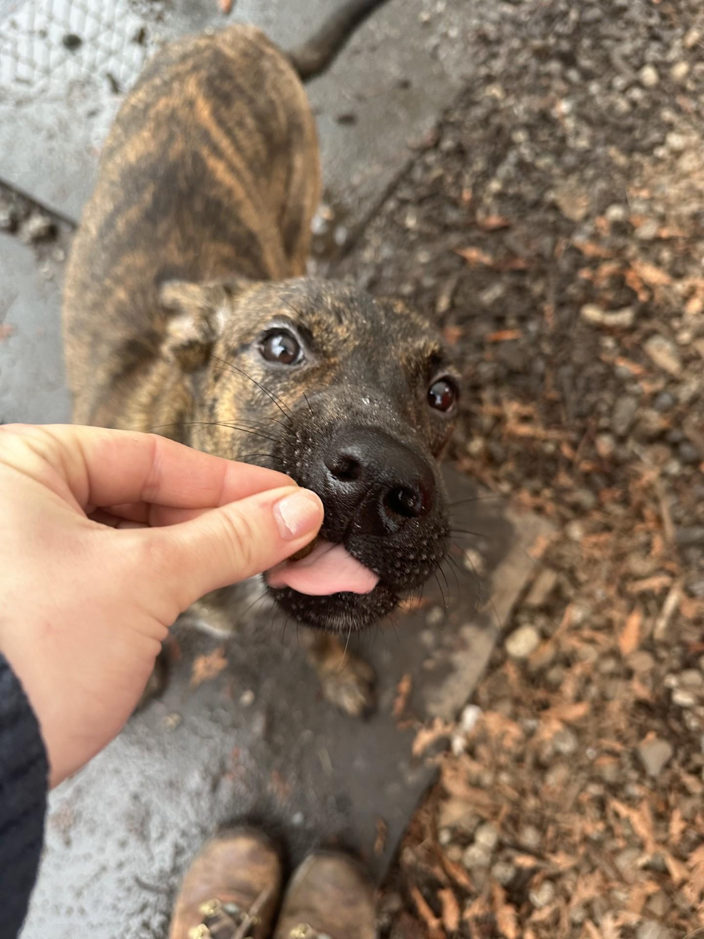 Enlarge Potter, a Adoptable mixed breed in Vancouver, BC image 6/6