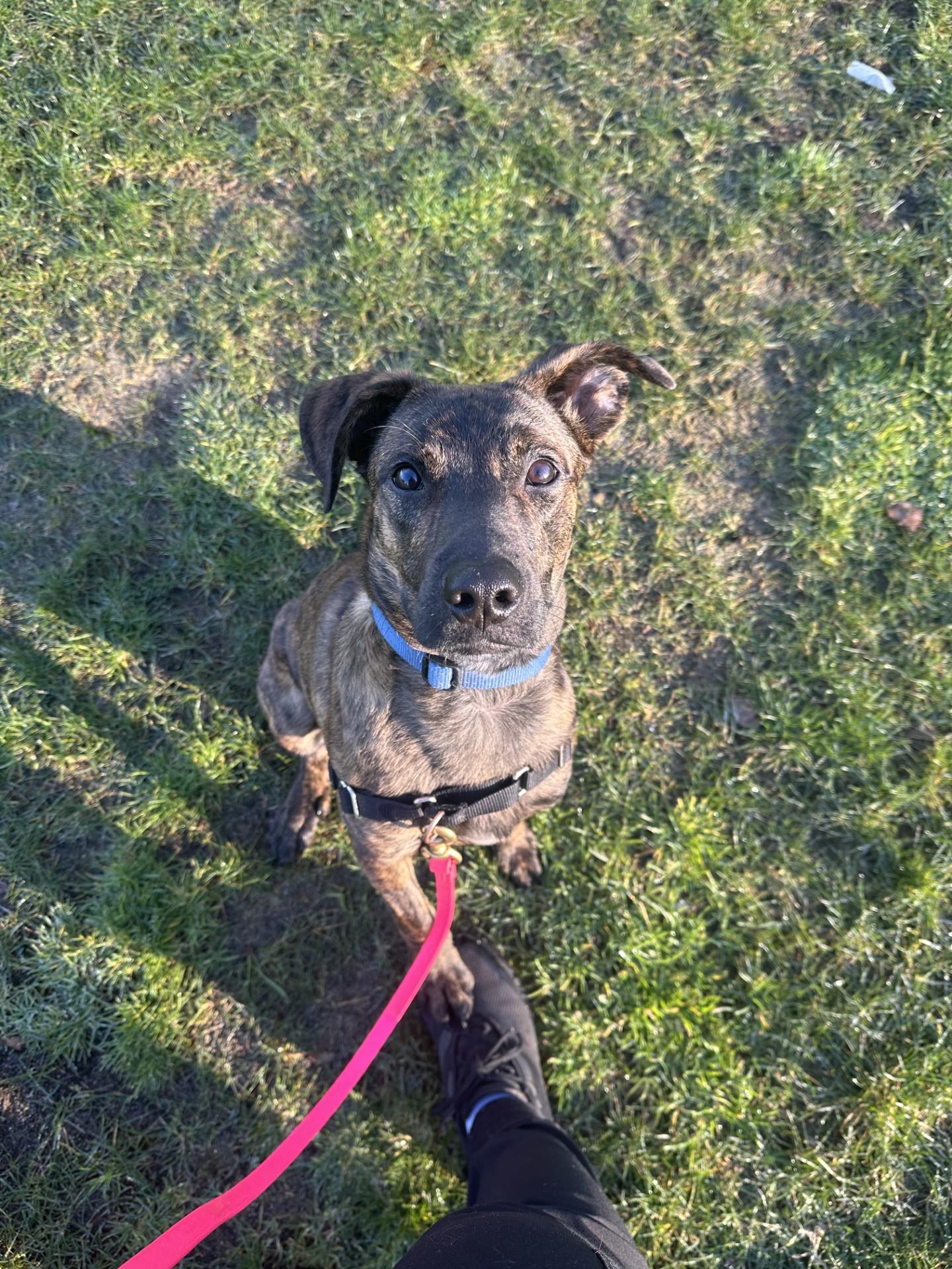 Potter, an adopted mixed breed in Vancouver, BC image 4/6