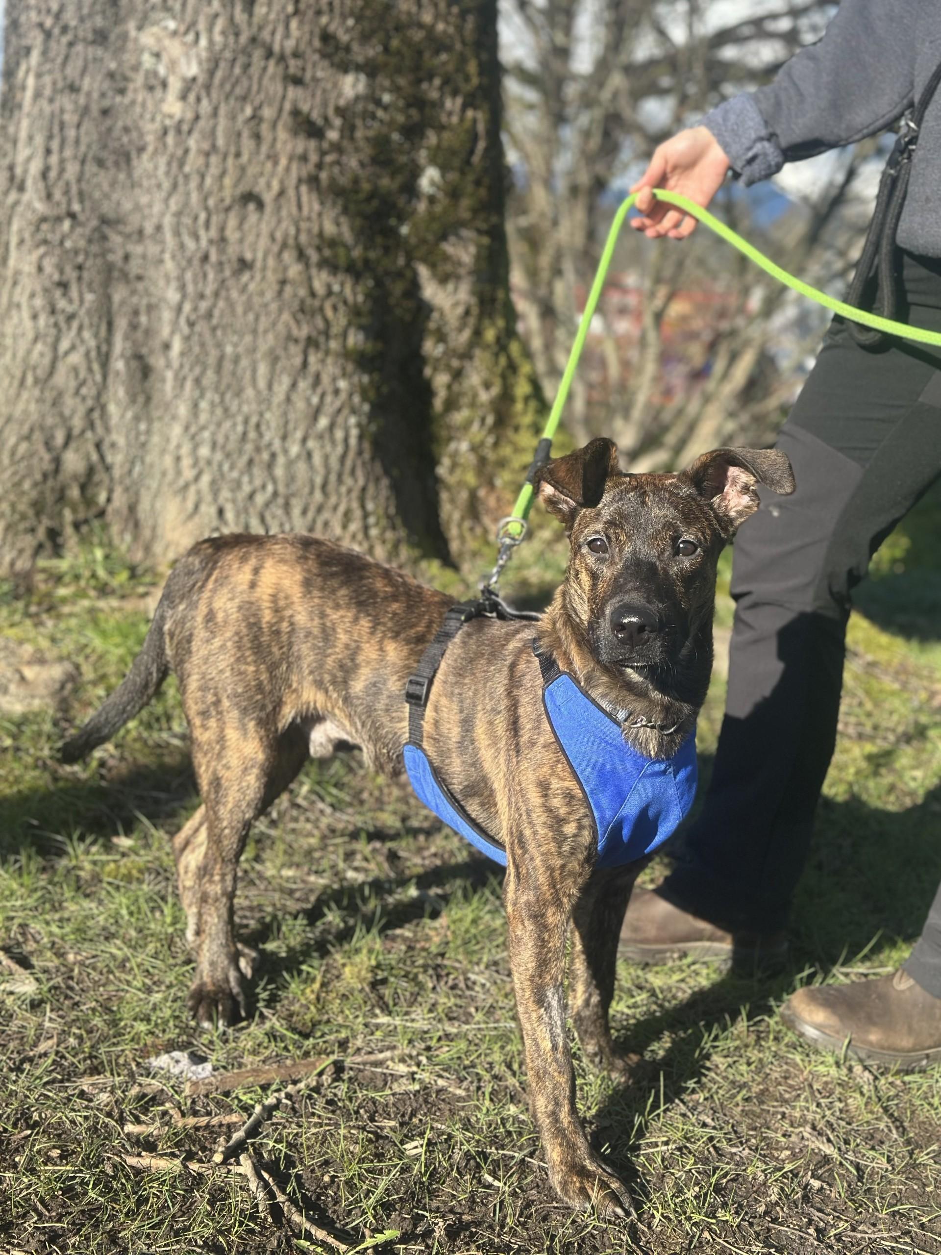 Enlarge Potter, a Adoptable mixed breed in Vancouver, BC image 5/6