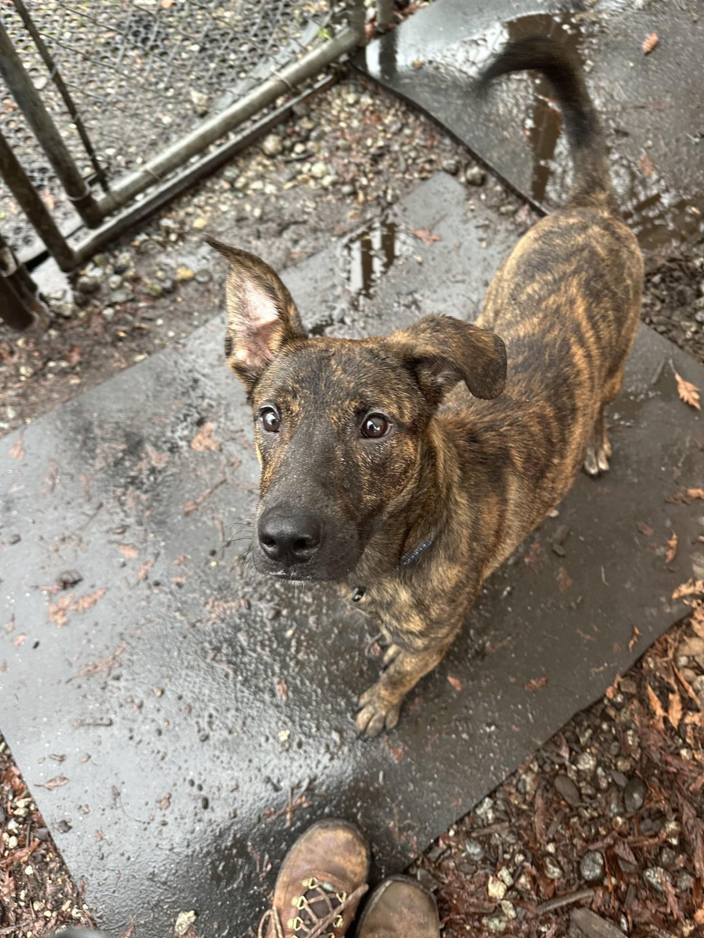 Enlarge Potter, a Adoptable mixed breed in Vancouver, BC image 4/6