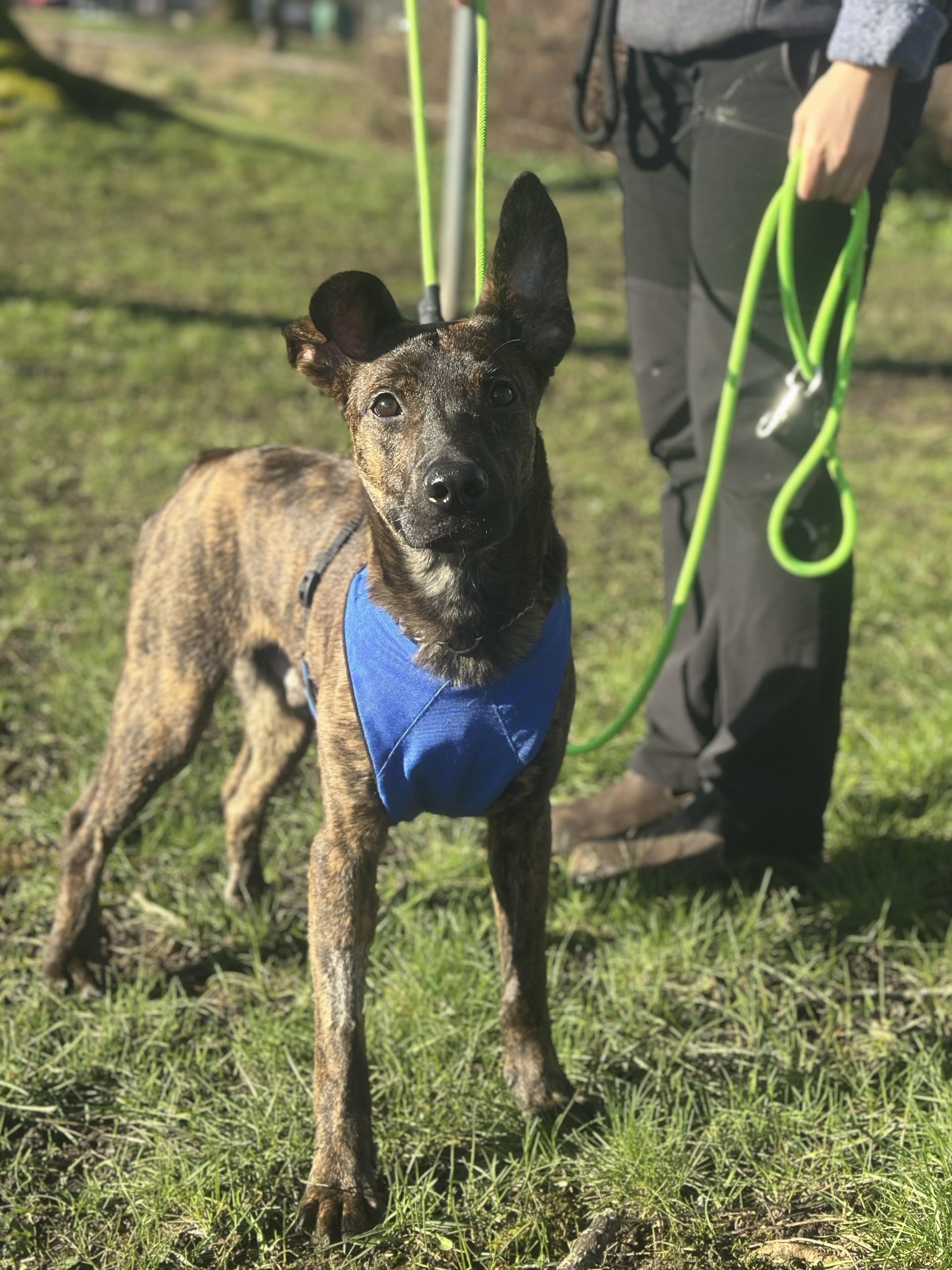 Enlarge Potter, a Adoptable mixed breed in Vancouver, BC image 1/6