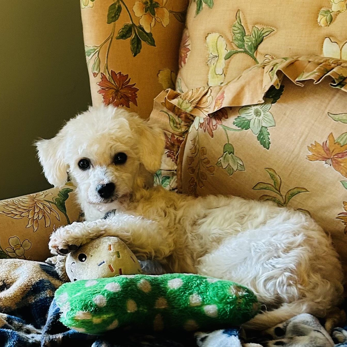 Enlarge Rue, a Adopted mixed breed in Mount Prospect, IL image 6/6