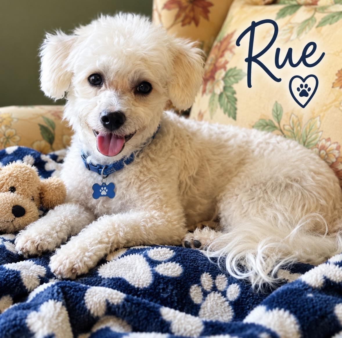 Rue, Adopted, Young Female Bichon Frise & Poodle.