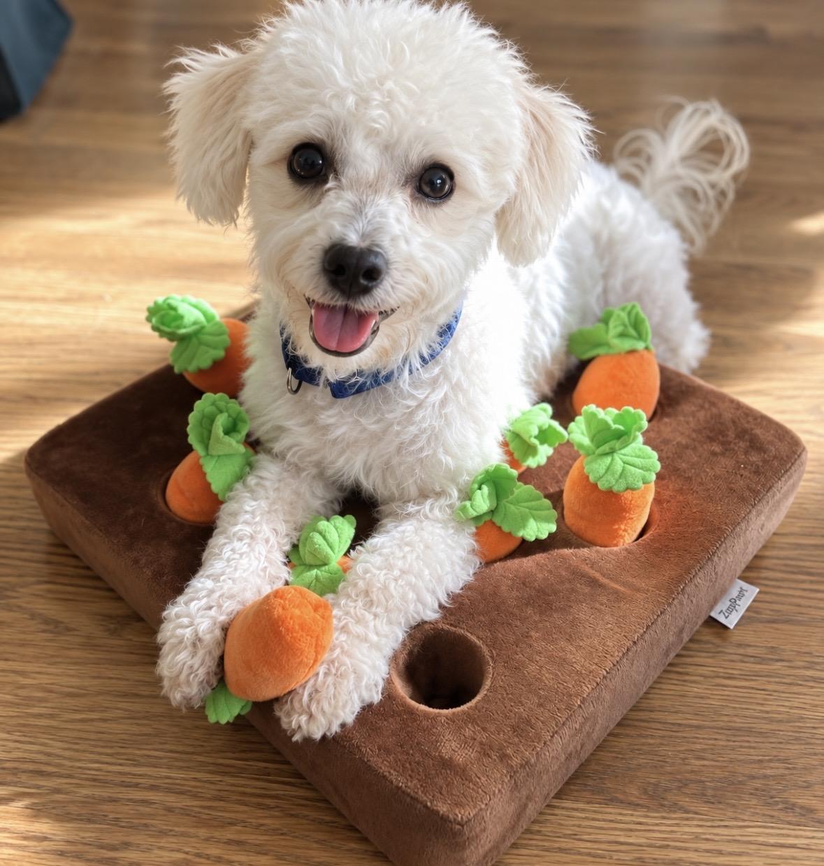 Enlarge Rue, a Adopted mixed breed in Mount Prospect, IL image 3/6