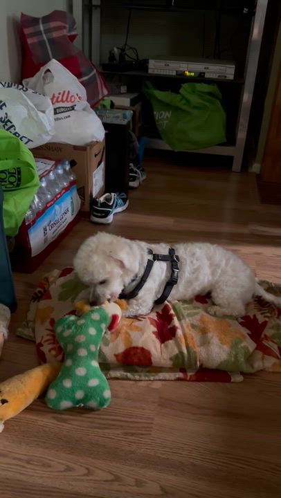 Enlarge Rue, a Adopted mixed breed in Mount Prospect, IL video 4/6