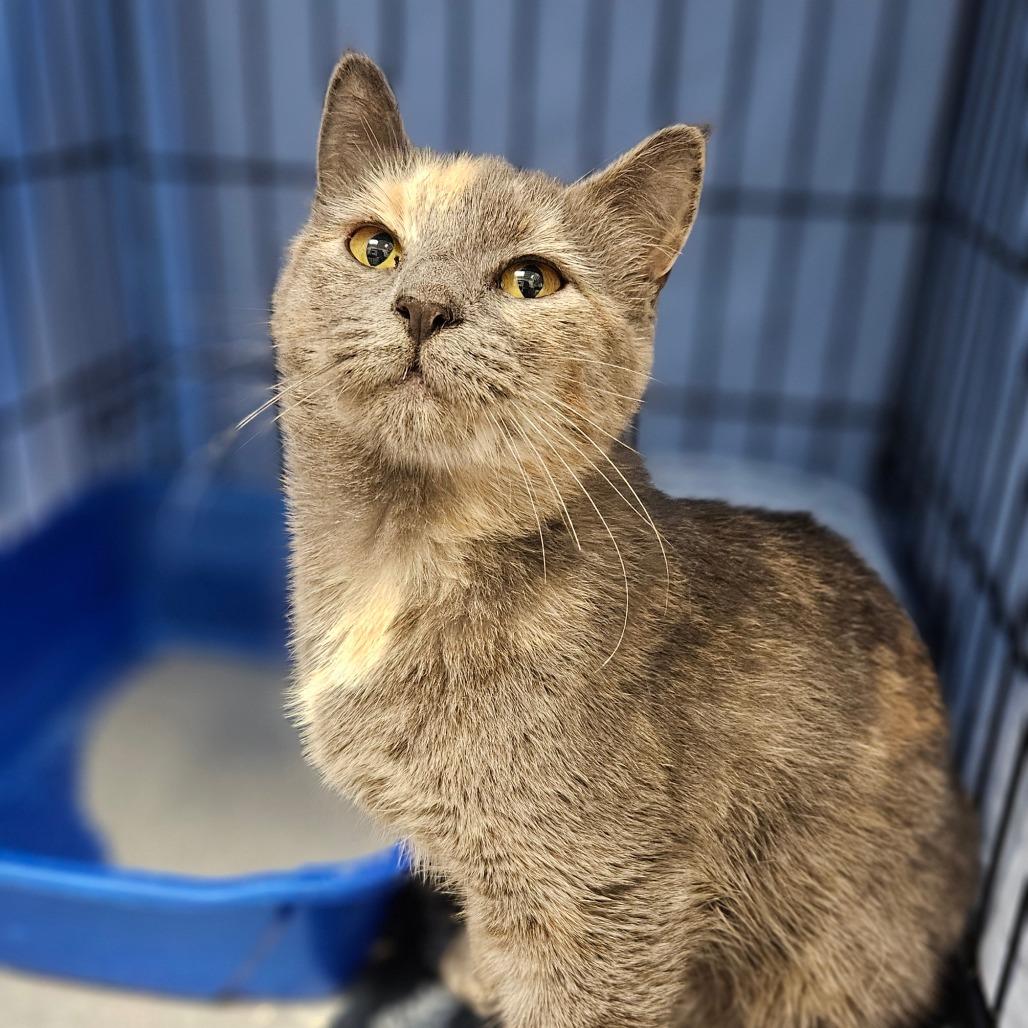 Reyna, Adoptable, Adult Female Domestic Short Hair.