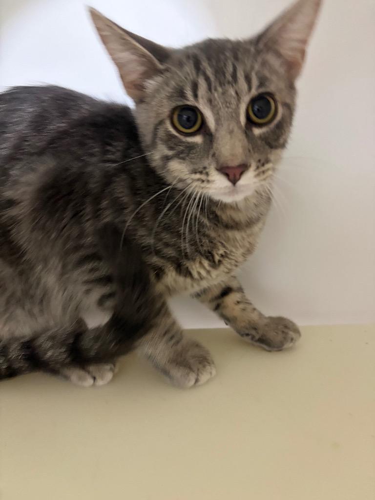 Enlarge Joe, a Adoptable mixed breed in Neosho, MO image 3/6