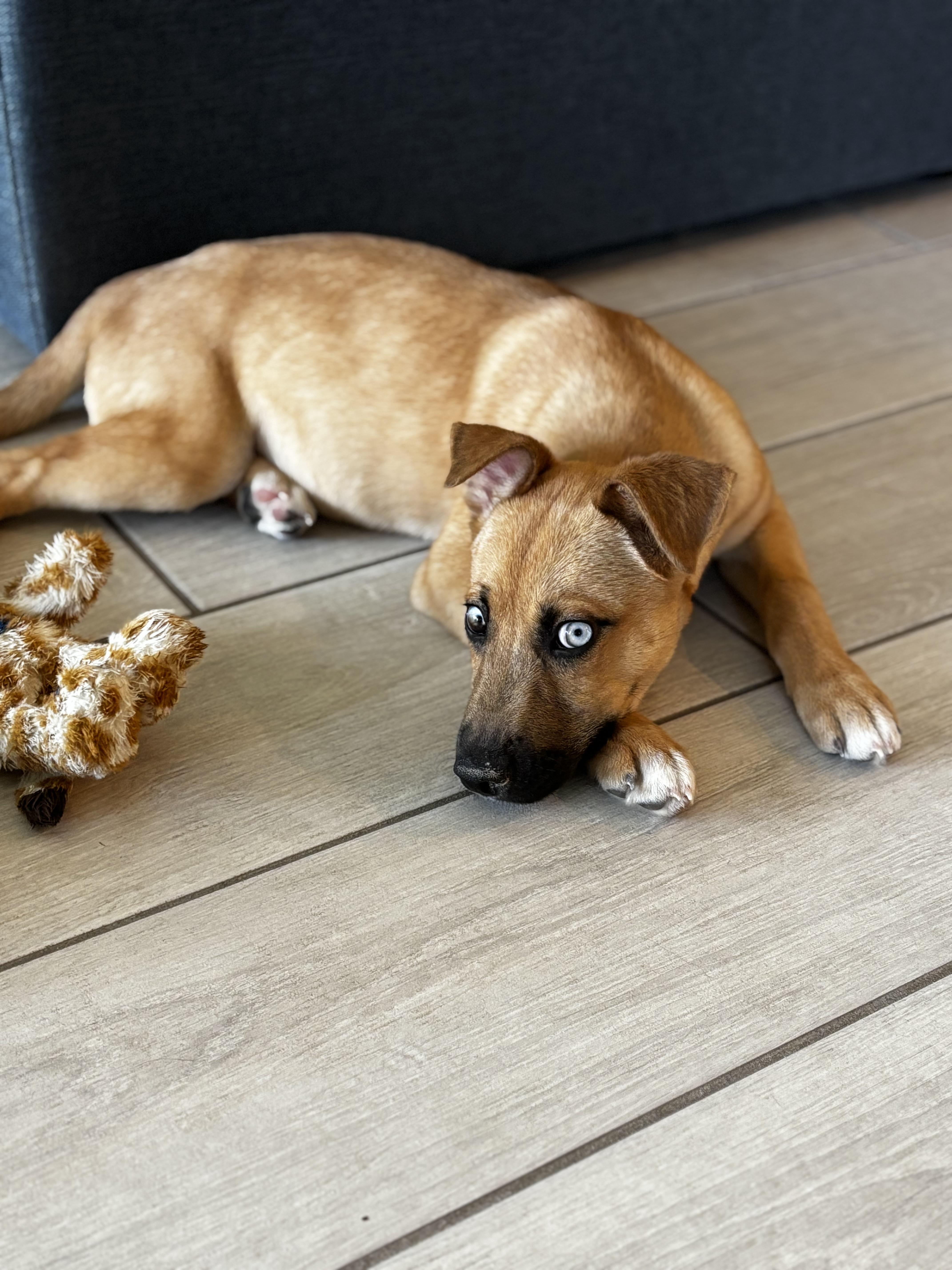 Clementine
