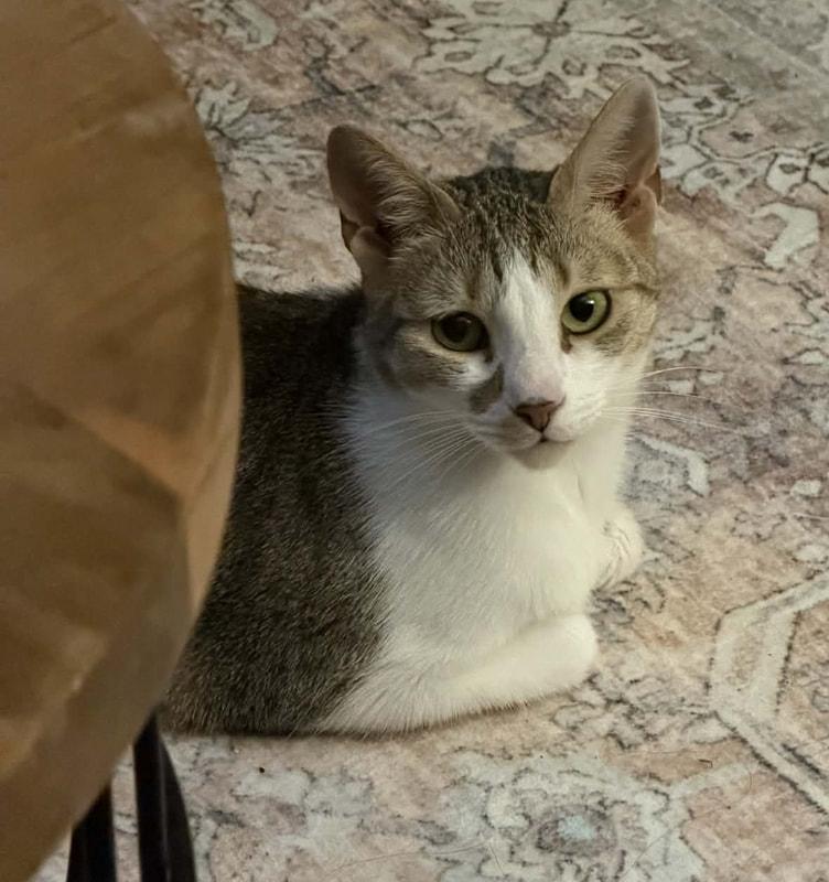 Enlarge Josie, a ADOPTABLE Domestic Short Hair in Mississauga, ON image 2/3
