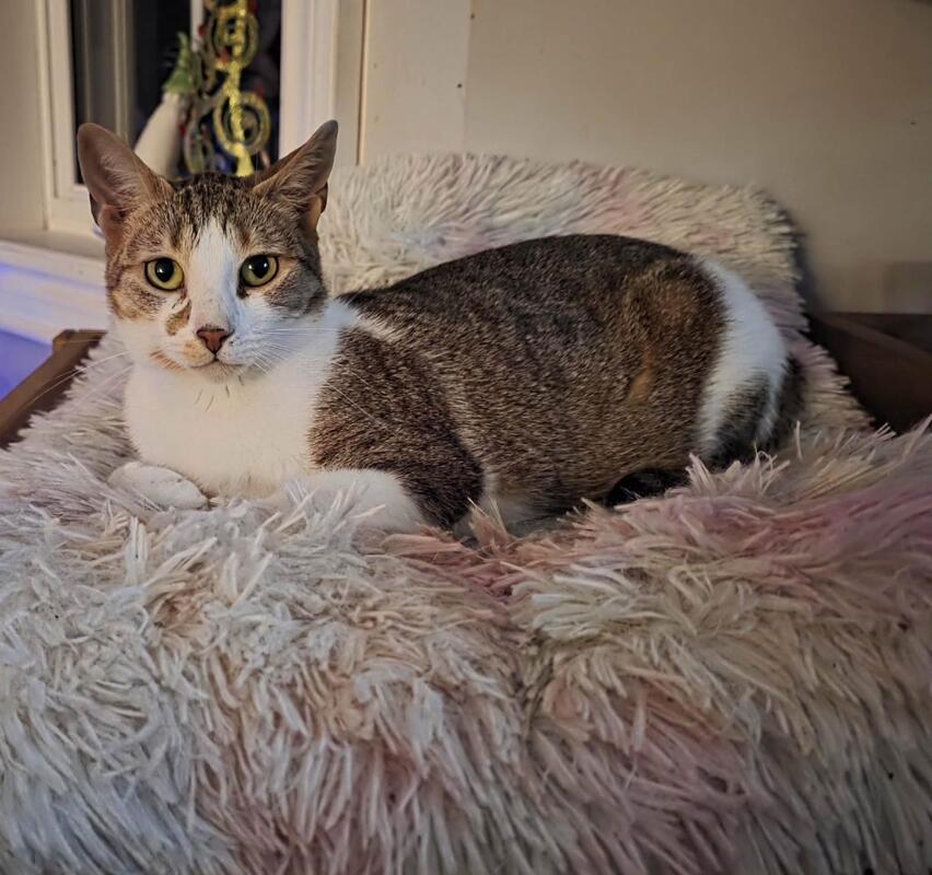 Enlarge Josie, a ADOPTABLE Domestic Short Hair in Mississauga, ON image 1/3