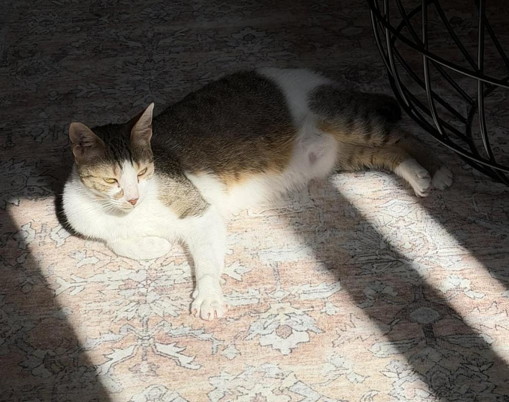 Enlarge Josie, a ADOPTABLE Domestic Short Hair in Mississauga, ON image 3/3